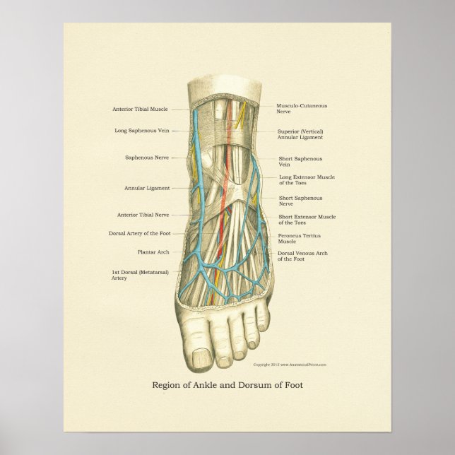 Foot & Ankle Internal Anatomy Poster (Front)