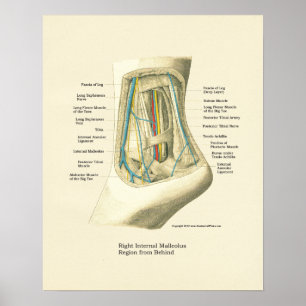 Foot & Ankle Internal Anatomy Poster