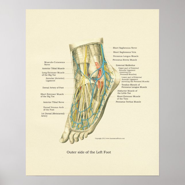 Foot & Ankle Internal Anatomy Poster (Front)