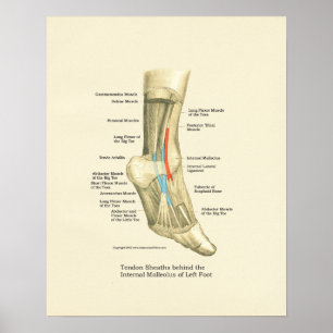 Foot & Ankle Tendons Anatomy Poster