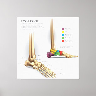 Foot Bone Anatomy Canvas Print