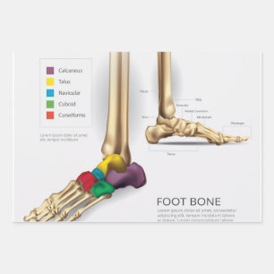 Foot Bone Wrapping Paper Sheet