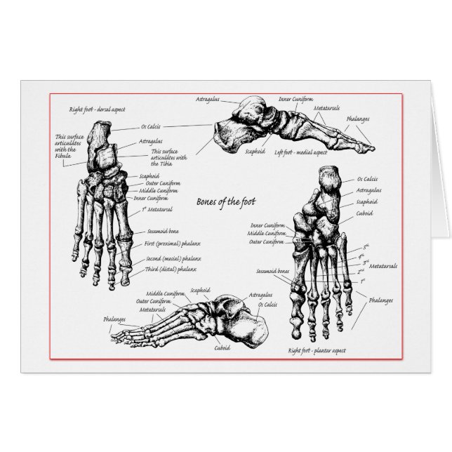 Foot bones. (Front Horizontal)