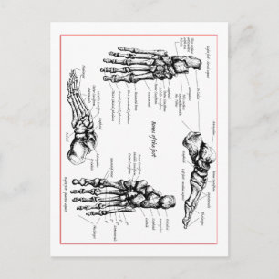 Foot bones. postcard