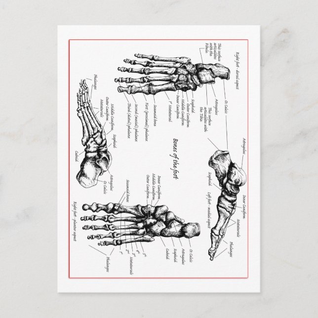 Foot bones. postcard (Front)