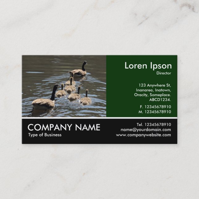 Footed Photo - Canada Geese with Goslings Business Card (Front)