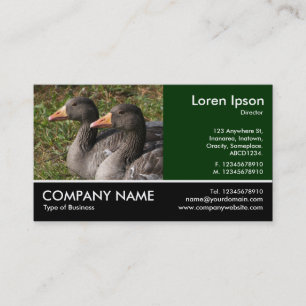 Footed Photo - Greylag Geese Business Card