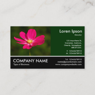 Footed Photo - Pink Cosmos Business Card