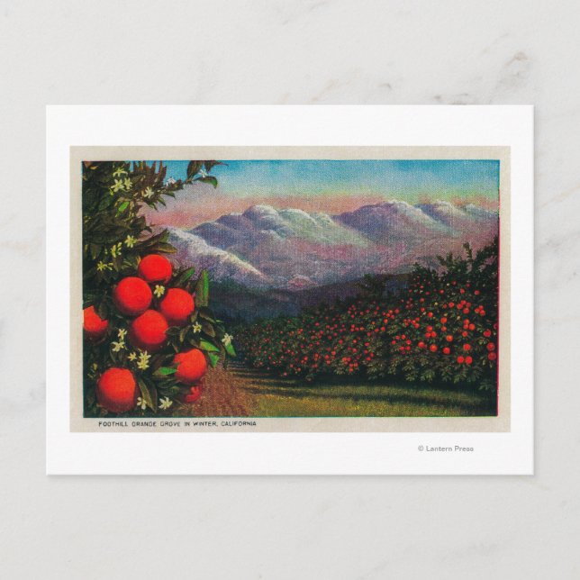 Foothill Orange Grove in the WinterState Postcard (Front)