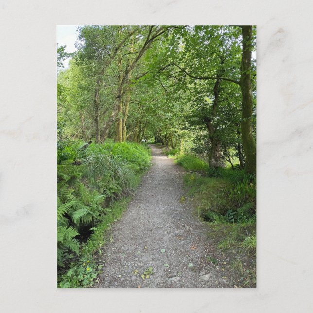Footpath Through Woods on Isle of Bute Scotland Holiday Postcard (Front)