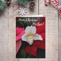 For Mother Red Poinsettias and Orchid Christmas