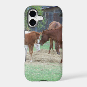 For the Love of Horses