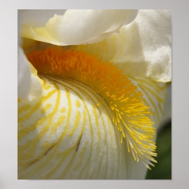 For the Love of Iris Poster (Front)