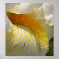 For the Love of Iris
