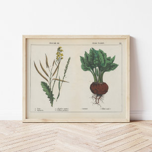 Forage or Field Plants   Charlotte Mary Yonge Poster