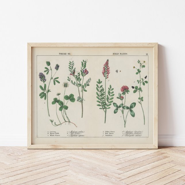 Forage or Field Plants | Charlotte Mary Yonge Poster (Creator Uploaded)
