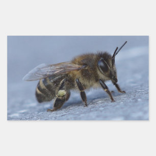 Foraging bee rectangular sticker