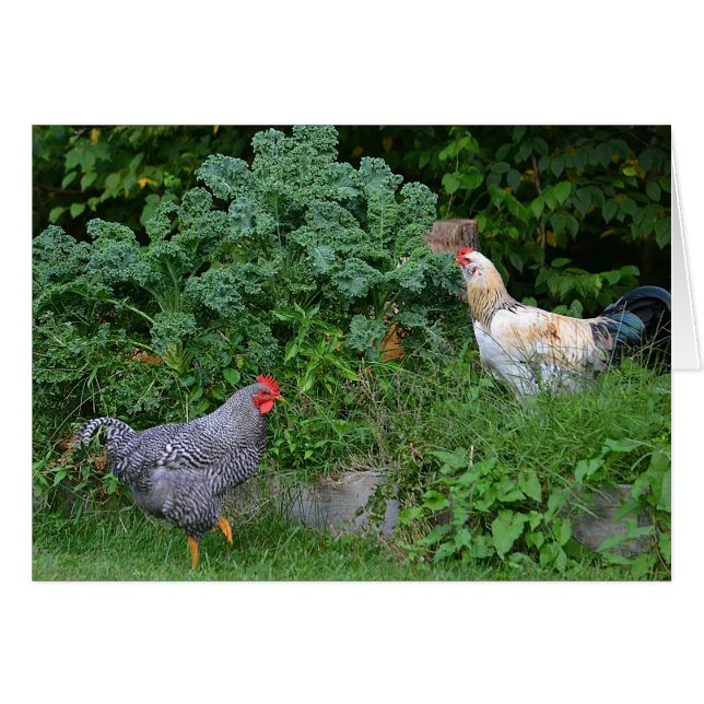 Foraging Chickens Notecard (Front Horizontal)