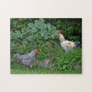Foraging Chickens Puzzle