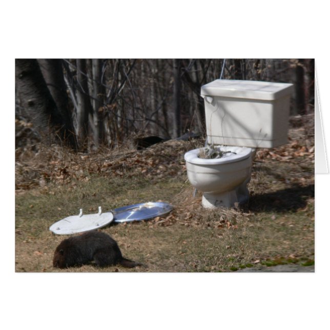 Foraging Groundhog (Front Horizontal)