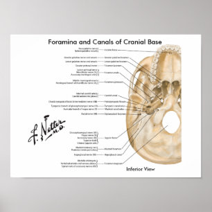 Foramina and Canals of Cranial Base: Inferior View Poster