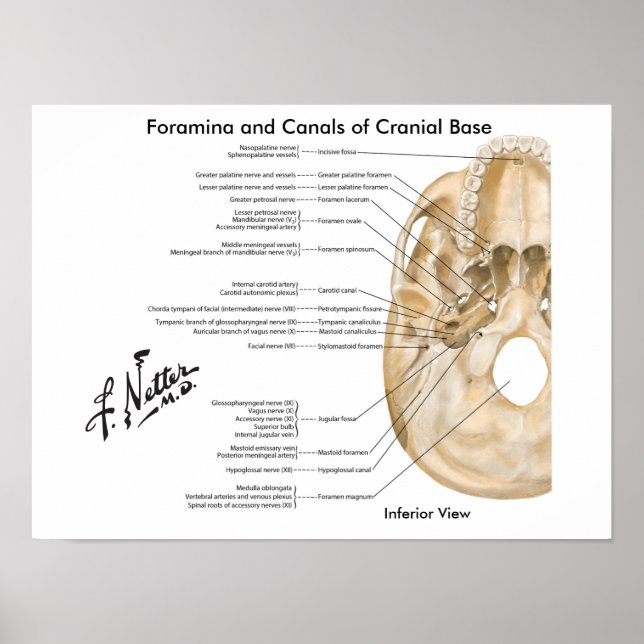 Foramina and Canals of Cranial Base: Inferior View Poster (Front)