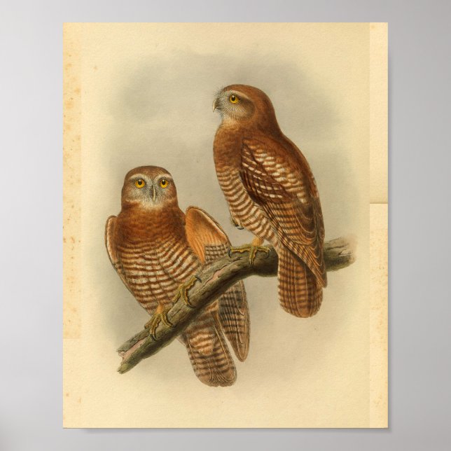 Forbe's Hawk Owl Bird Colour Vintage Print (Front)