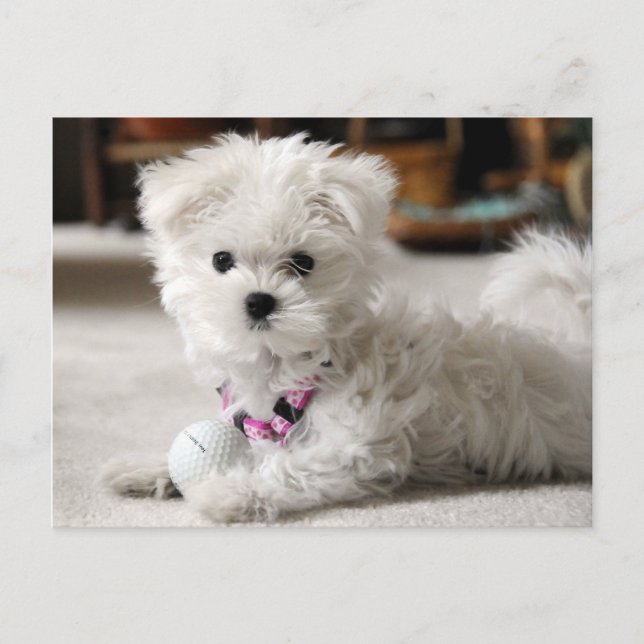 Fore! Postcard (Front)