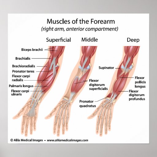 Forearm flexor muscles, labelled drawing. | Zazzle