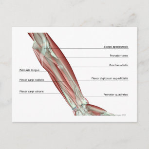 Forearm Musculoskeleton Postcard