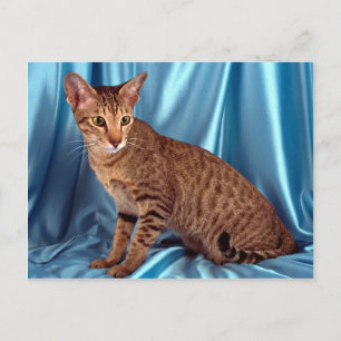 Foreign Oriental, brown spotted Postcard