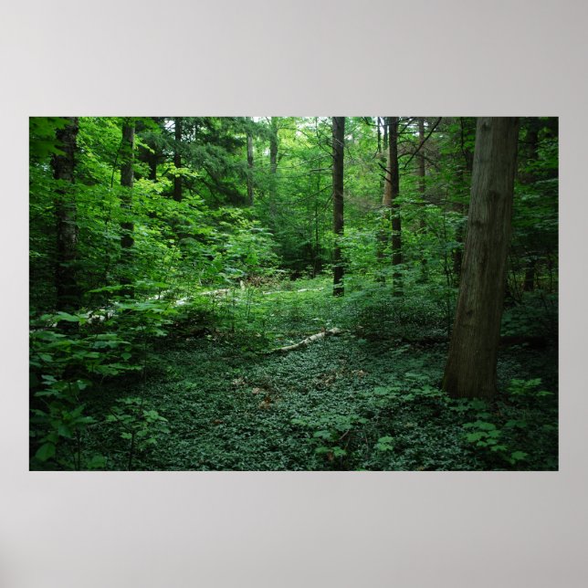 Forest3 Poster (Front)