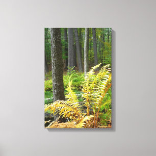 Forest (12 x 18) canvas print