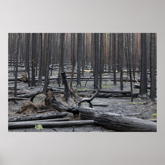 Forest after fire in Yellowstone National Park Poster (Front)