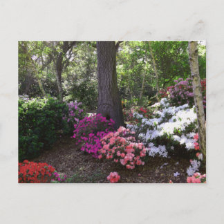 Forest and Flowers Postcard