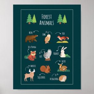 Forest Animals School Education Learning Poster