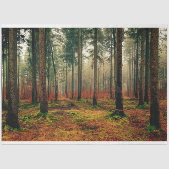 Forest Autumn 16 Decoupage Tissue Paper (Front)