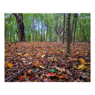 Forest Autumn Colours Photo Print