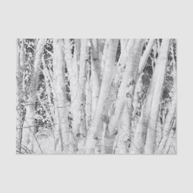 Forest Black And White Birch Trees Tissue Paper (Front)