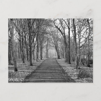 Forest, black/white postcard
