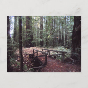 Forest Bridge- Humboldt Redwoods State Park Postcard