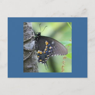 Forest Butterfly Postcard