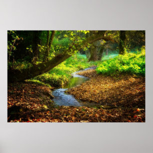 Forest Creek Beautiful Nature Landscape Photo Poster