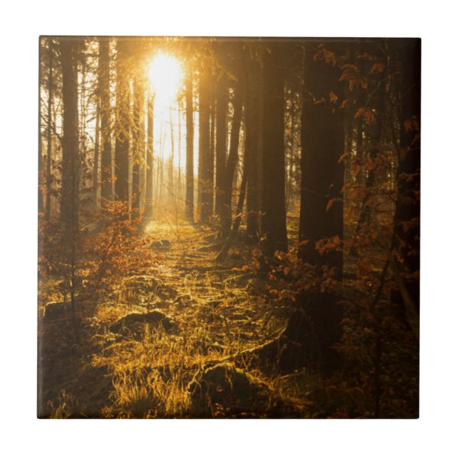 Forest During Autumn | Baden Württemberg, Germany Ceramic Tile (Front)