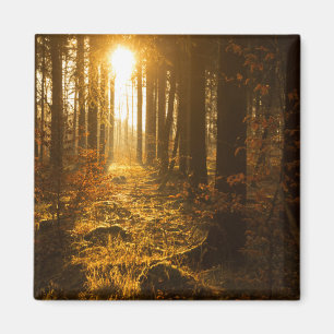 Forest During Autumn Baden Württemberg, Germany Magnet
