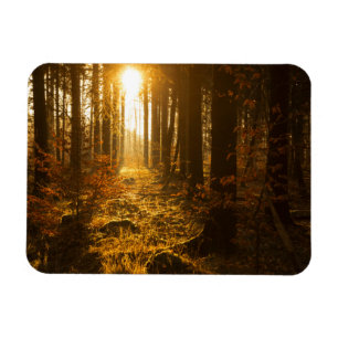 Forest During Autumn Baden Württemberg, Germany Magnet