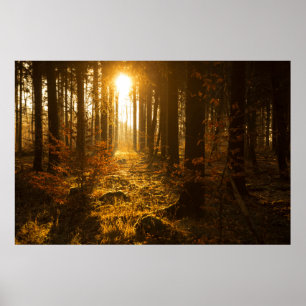 Forest During Autumn   Baden Württemberg, Germany Poster