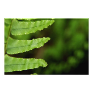 Forest Fern Photo Print