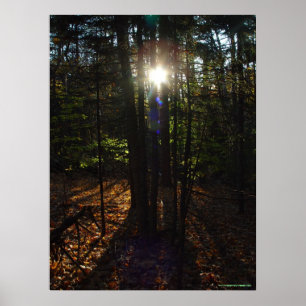 Forest Filter Poster