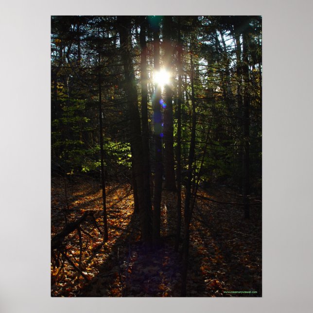 Forest Filter Poster (Front)